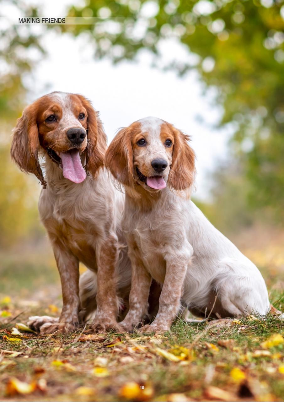 Edition Dog Preview Pages