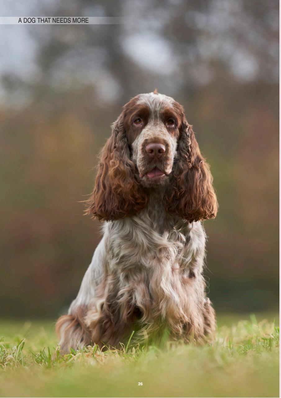 Edition Dog Preview Pages