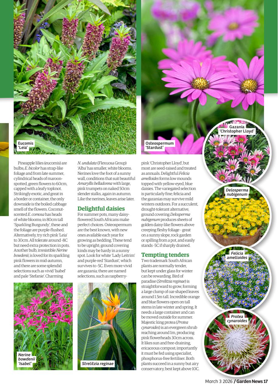 Garden News Preview Pages