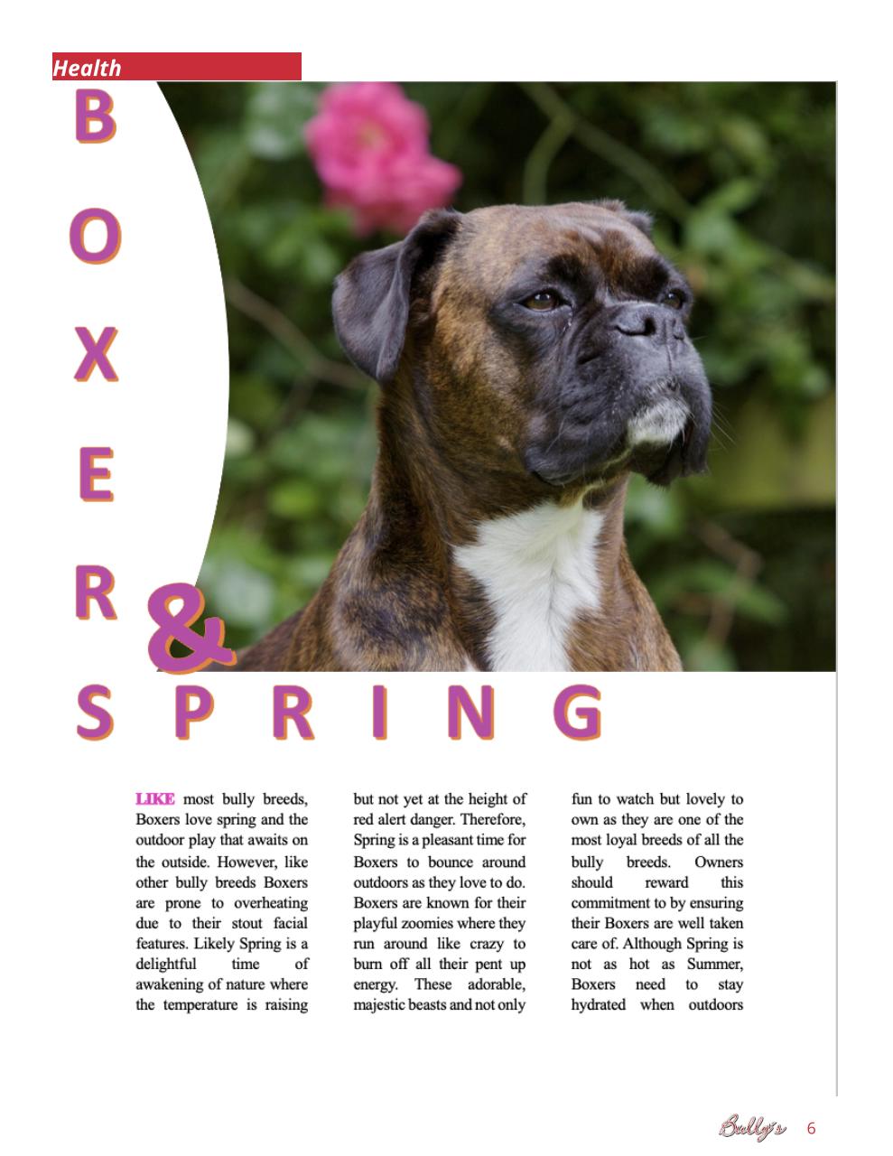Bully’s - The Bulldog Magazine Preview Pages
