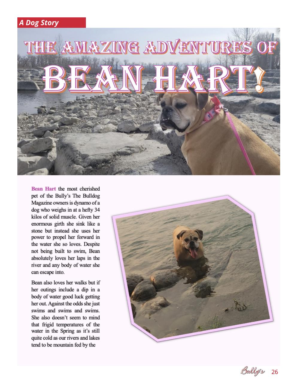 Bully’s - The Bulldog Magazine Preview Pages