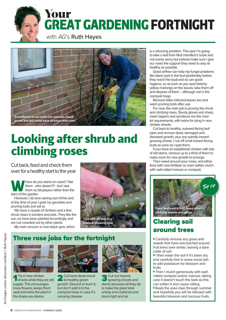 Amateur Gardening Preview Pages