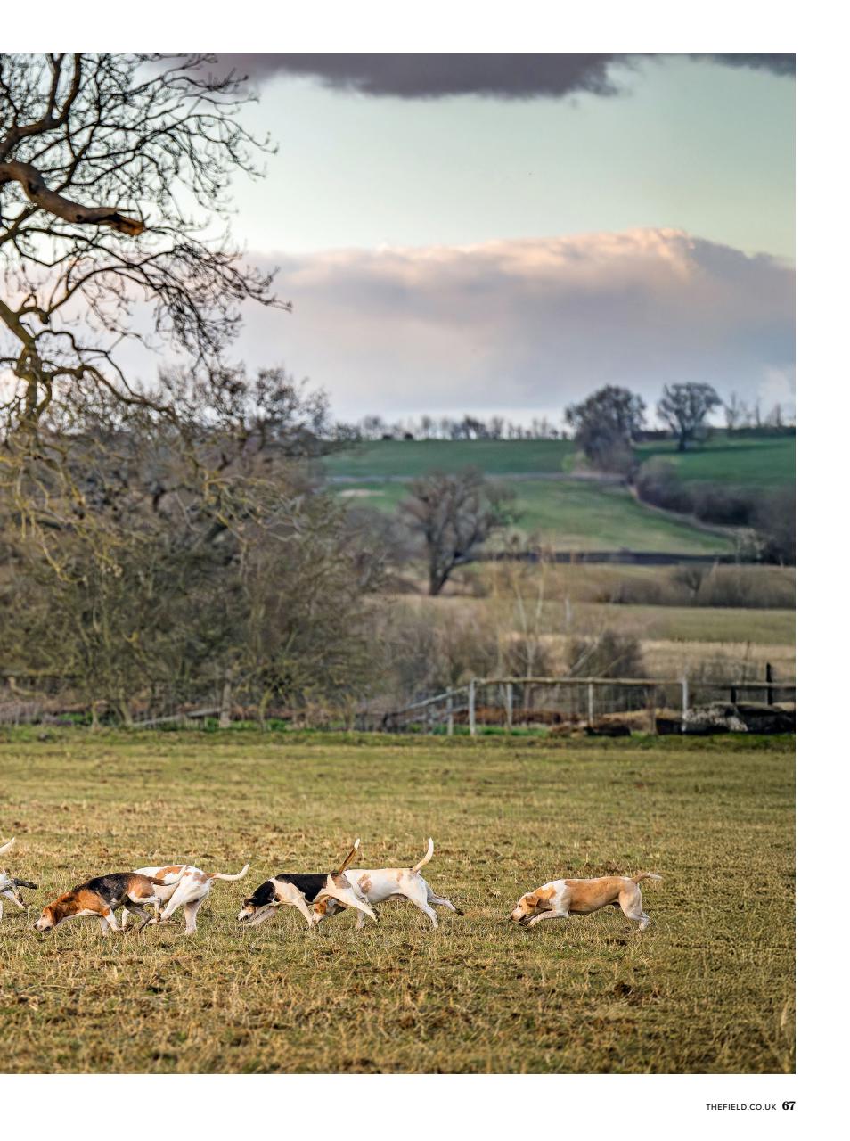 The Field Preview Pages