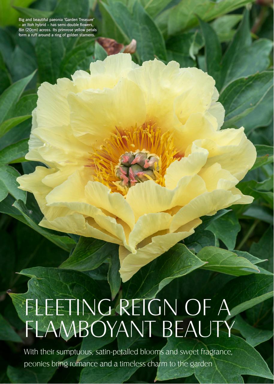 LandScape Preview Pages