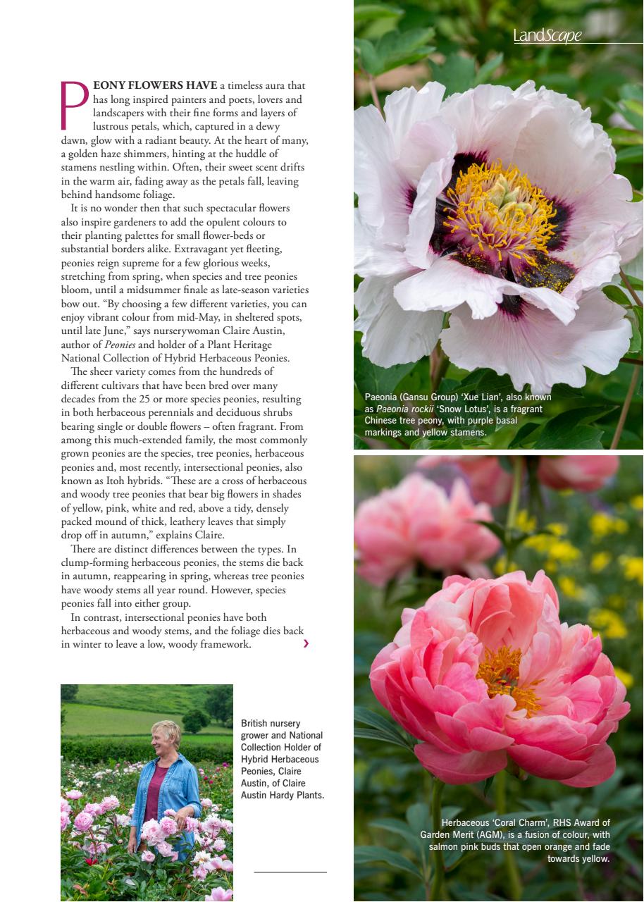 LandScape Preview Pages