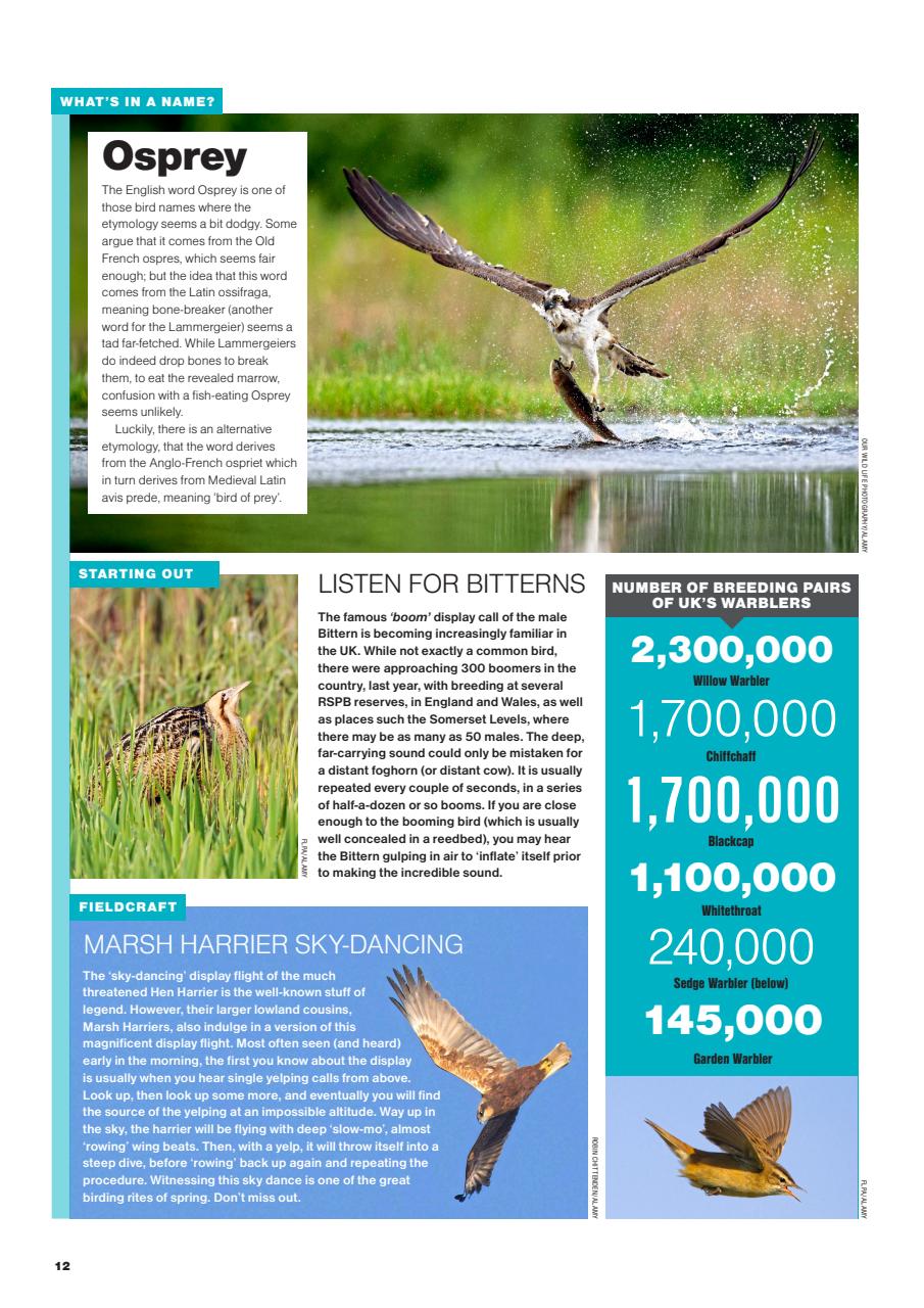 Bird Watching Preview Pages