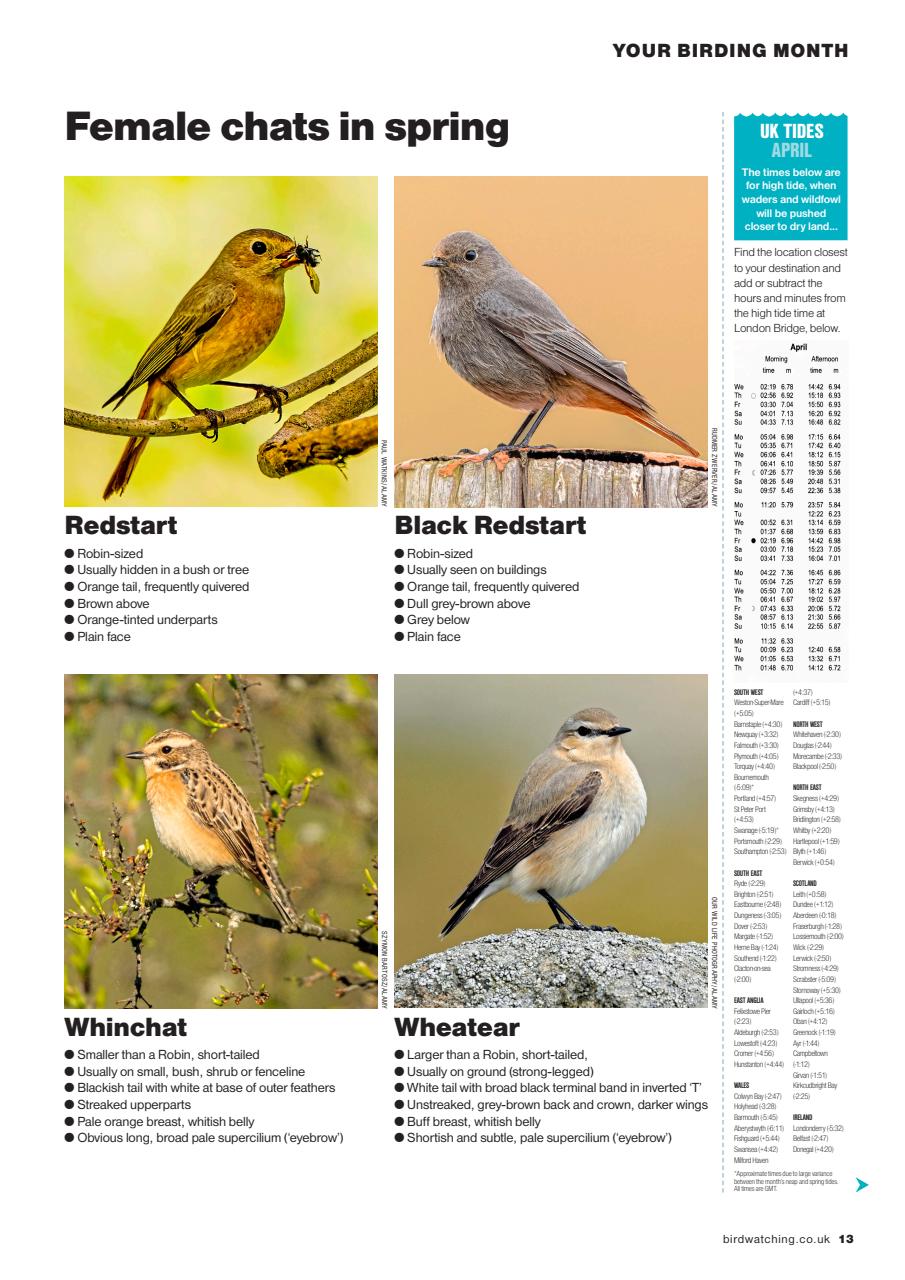 Bird Watching Preview Pages
