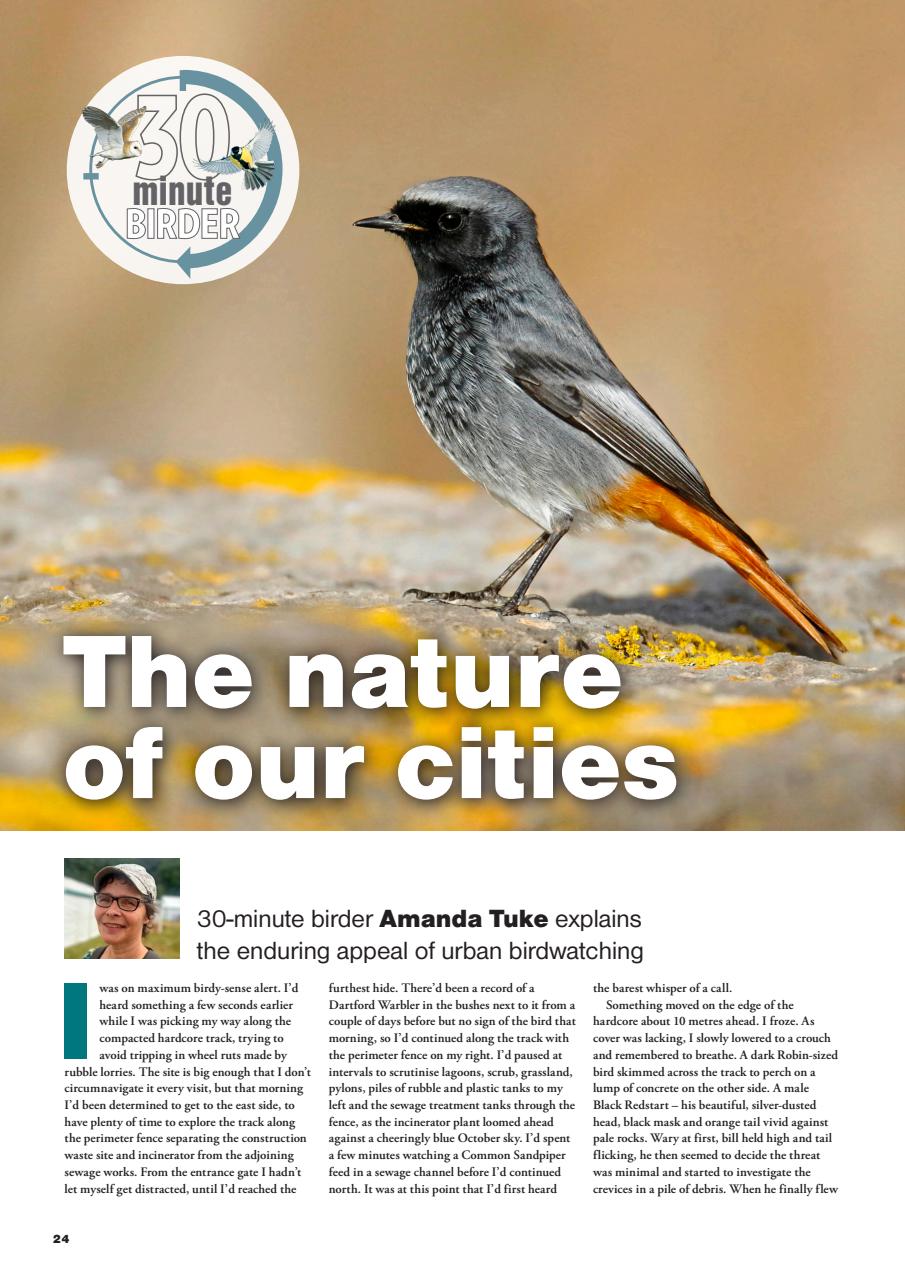 Bird Watching Preview Pages