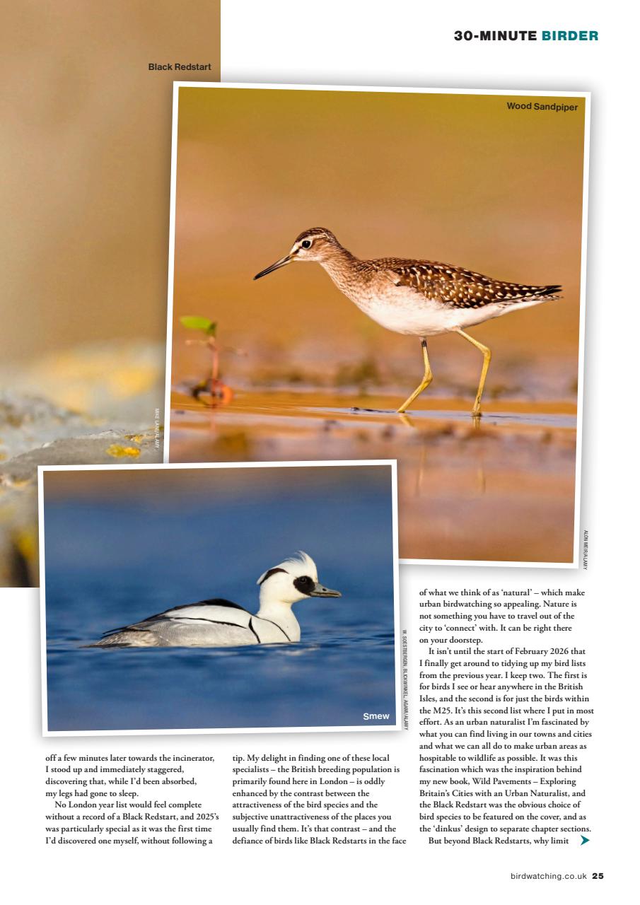 Bird Watching Preview Pages