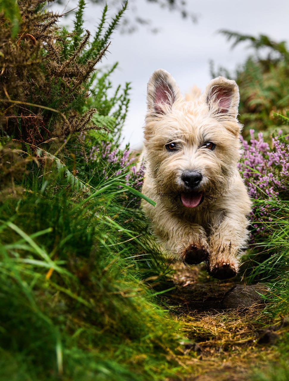 Country Life Preview Pages