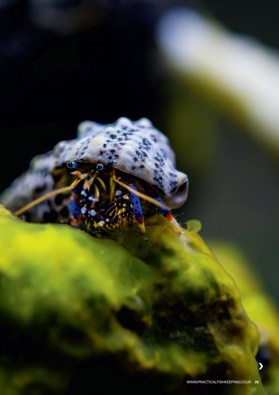 Practical Fishkeeping Preview Pages