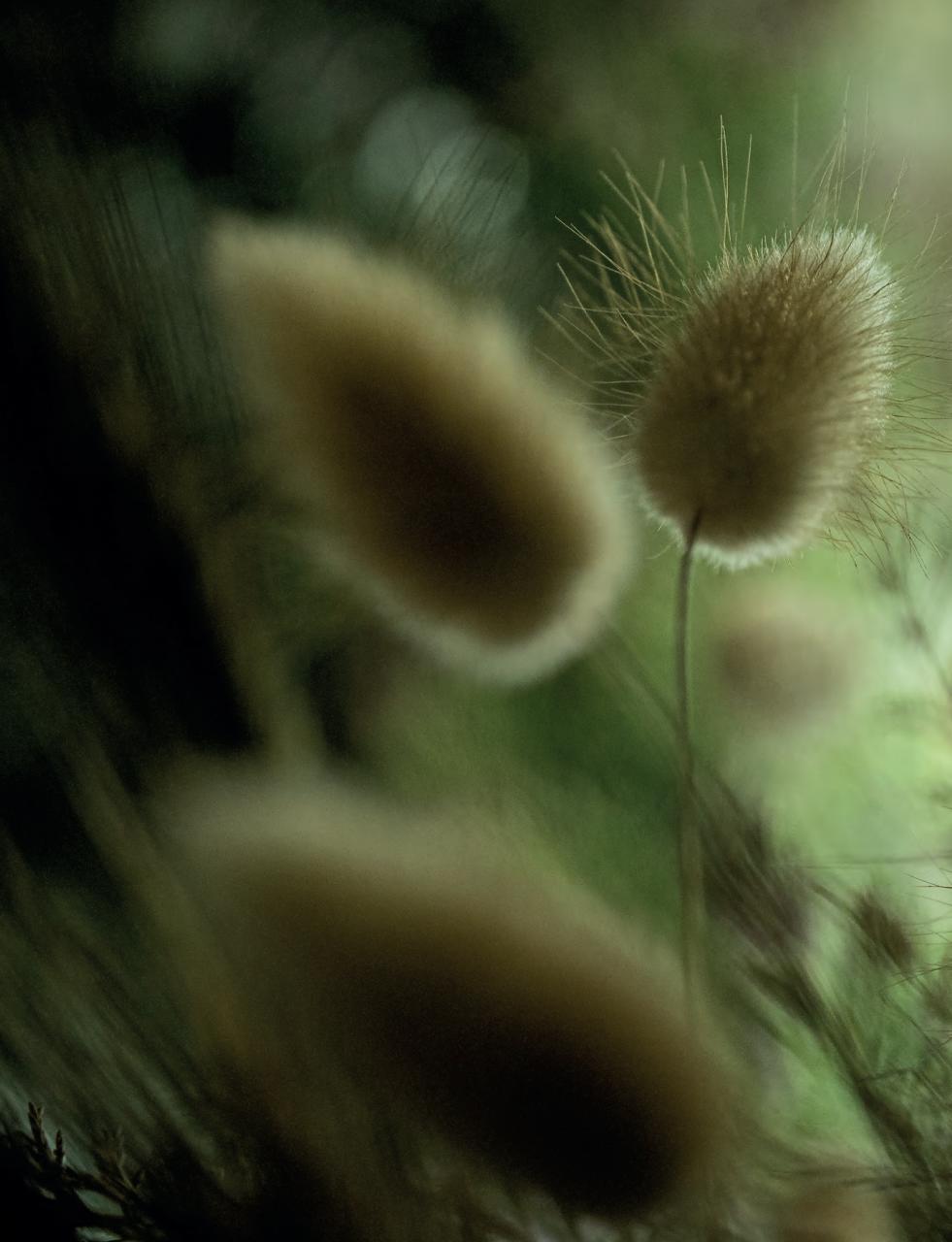 Outdoor Photography Preview Pages