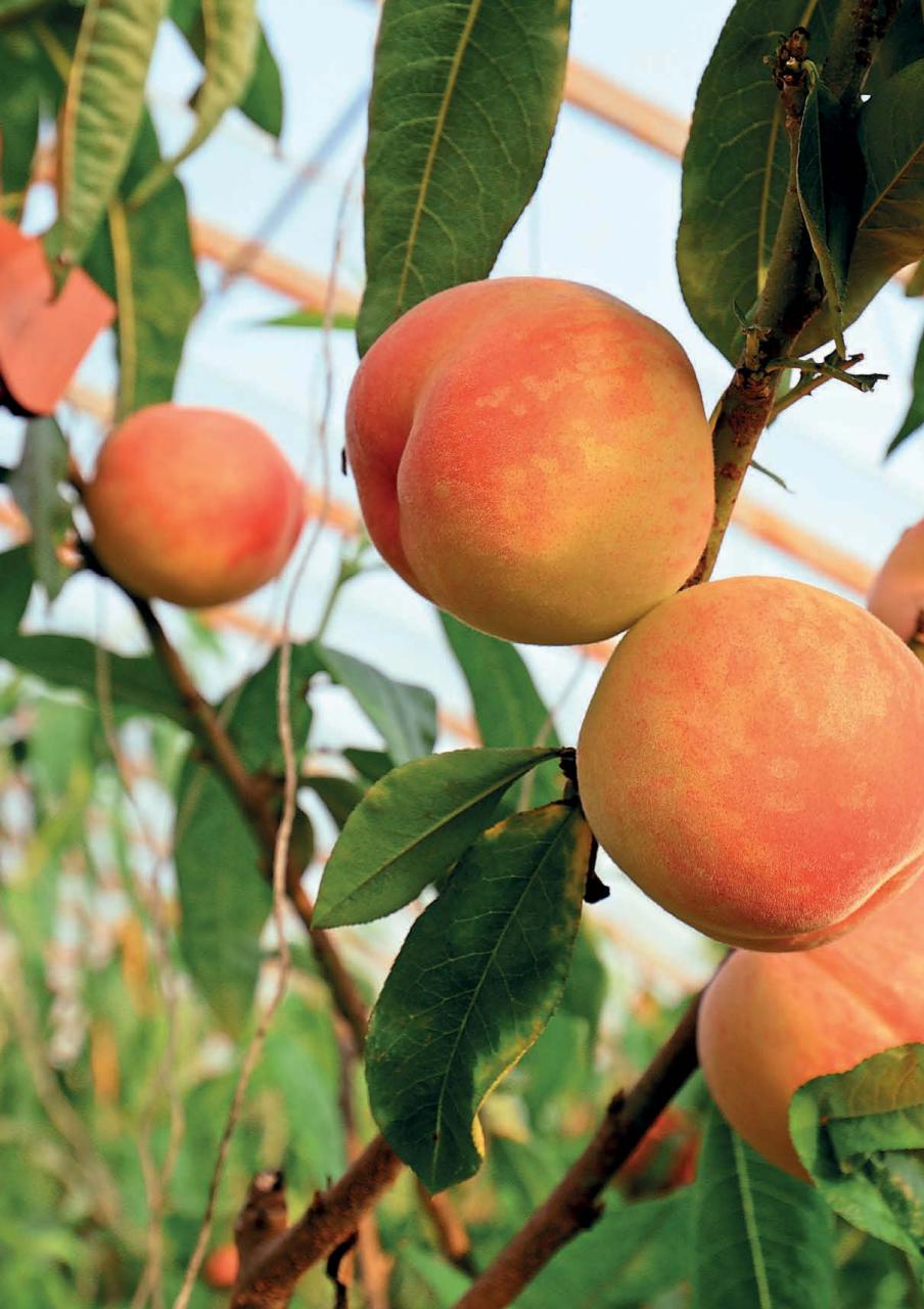 Kitchen Garden Magazine Preview Pages