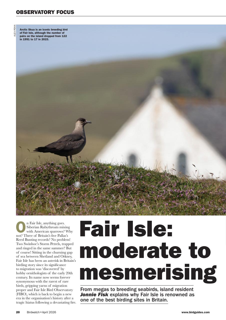 Birdwatch Magazine Preview Pages