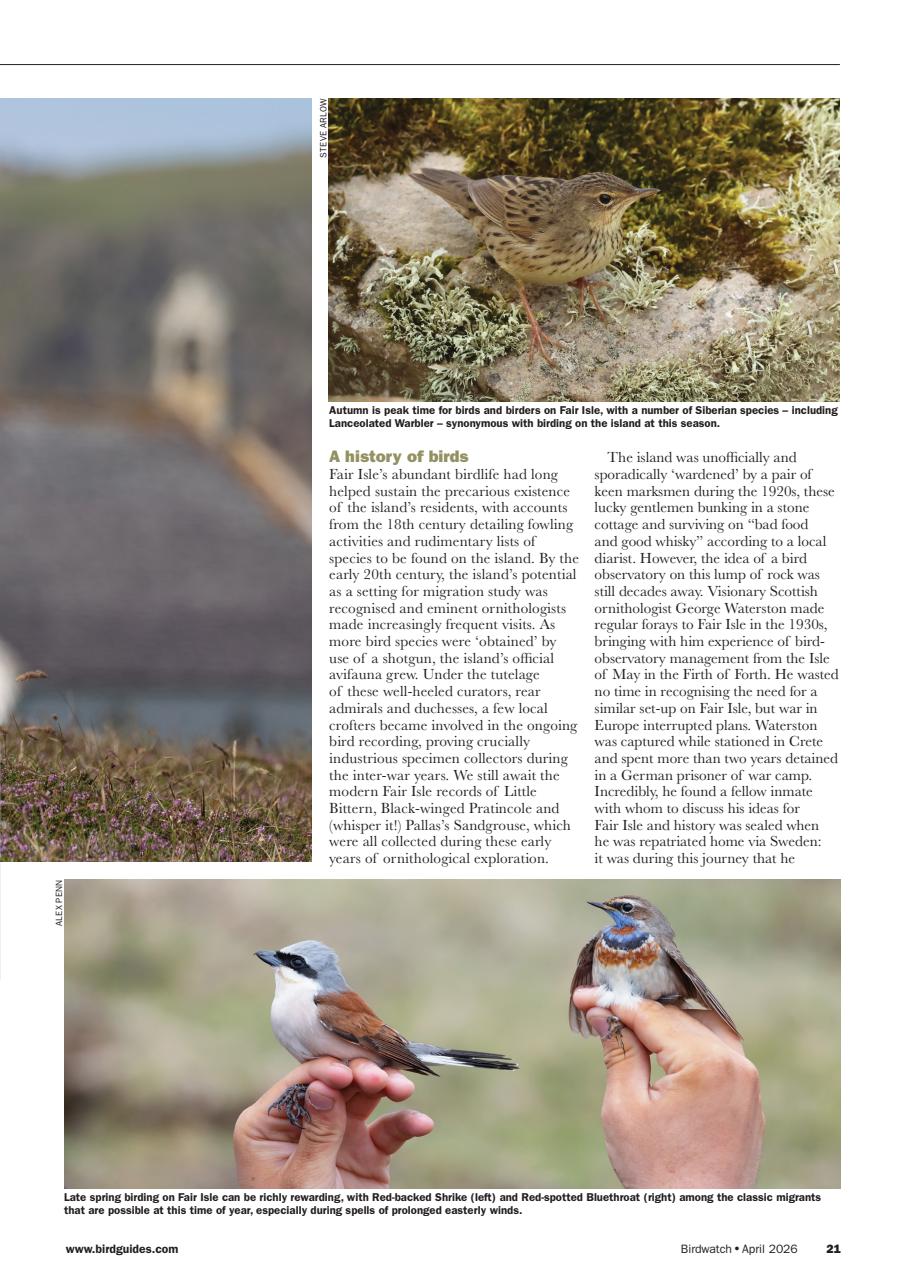 Birdwatch Magazine Preview Pages