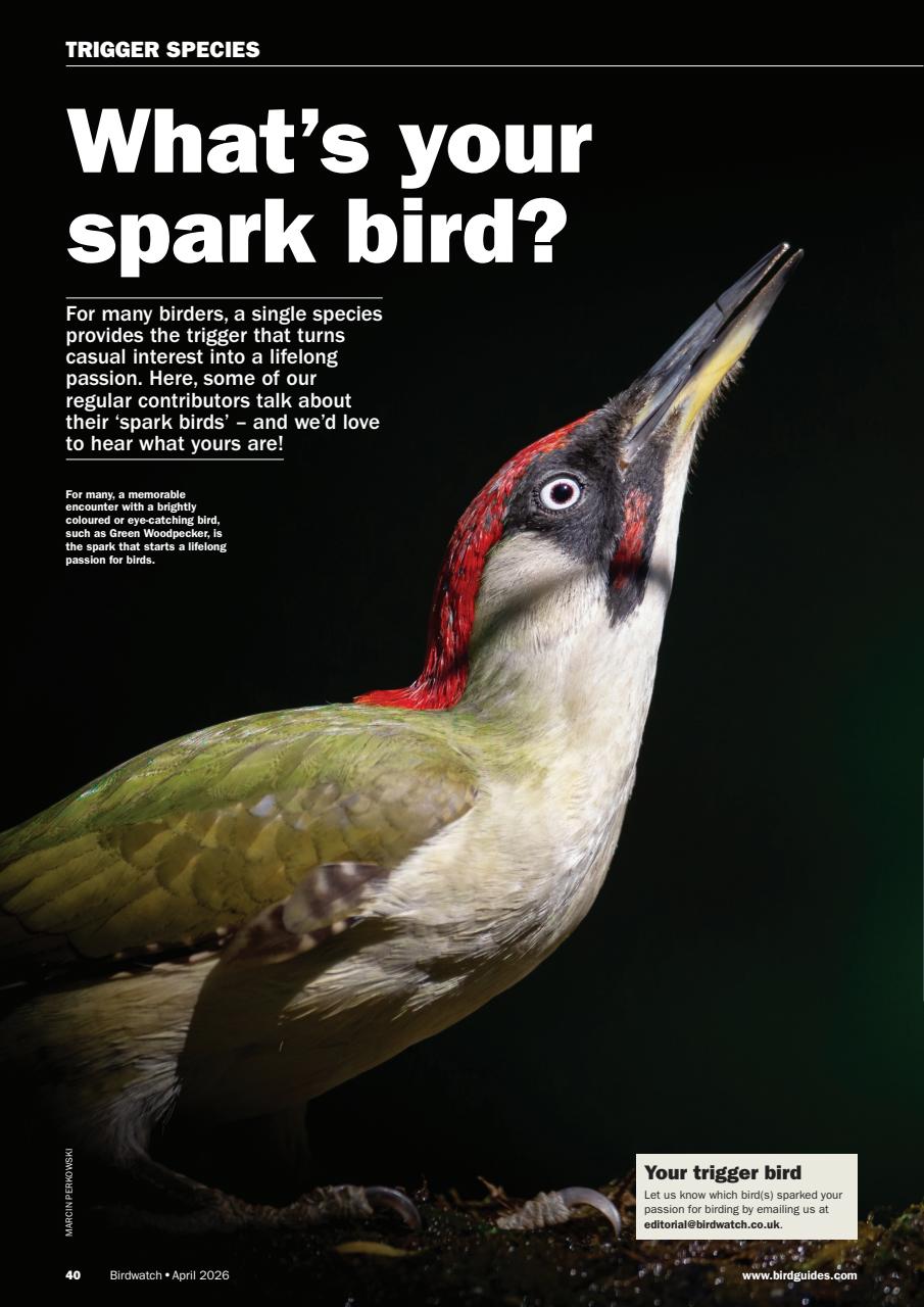 Birdwatch Magazine Preview Pages