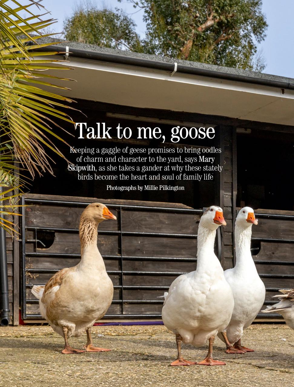 Country Life Preview Pages