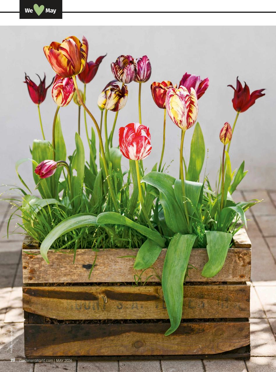 BBC Gardeners’ World Magazine Preview Pages