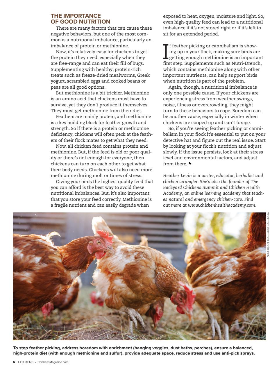 Chickens Magazine Preview Pages