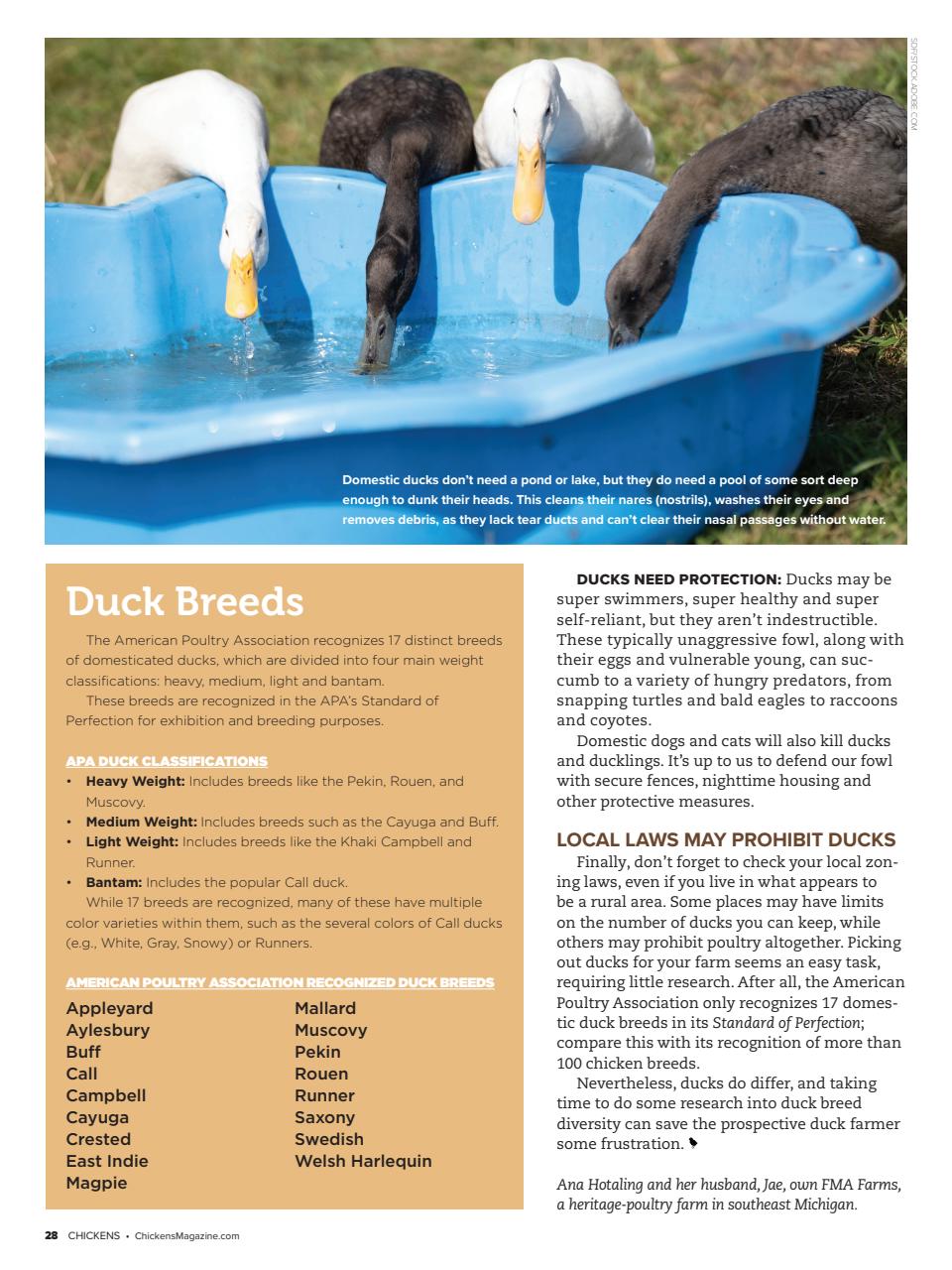 Chickens Magazine Preview Pages