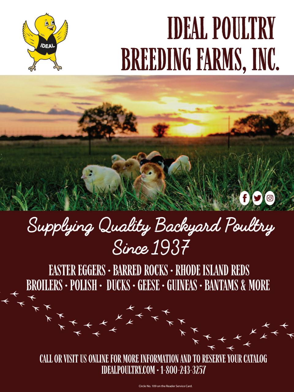 Chickens Magazine Preview Pages