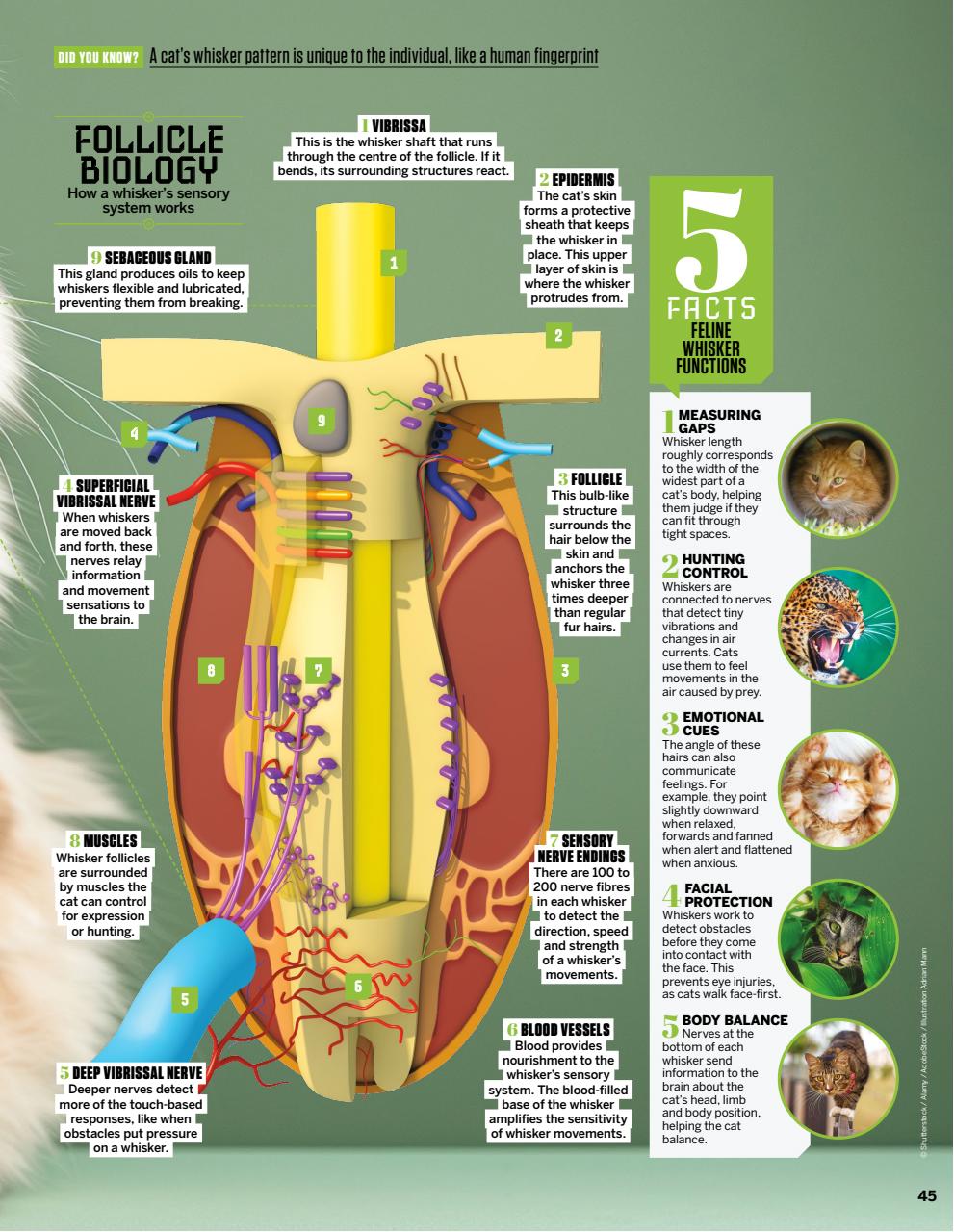 How It Works Preview Pages