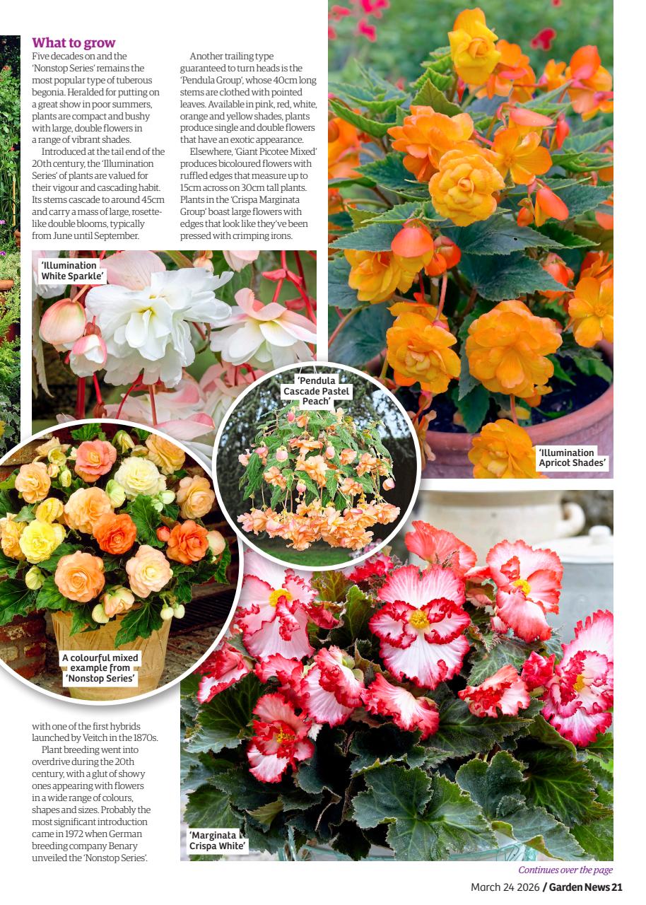 Garden News Preview Pages