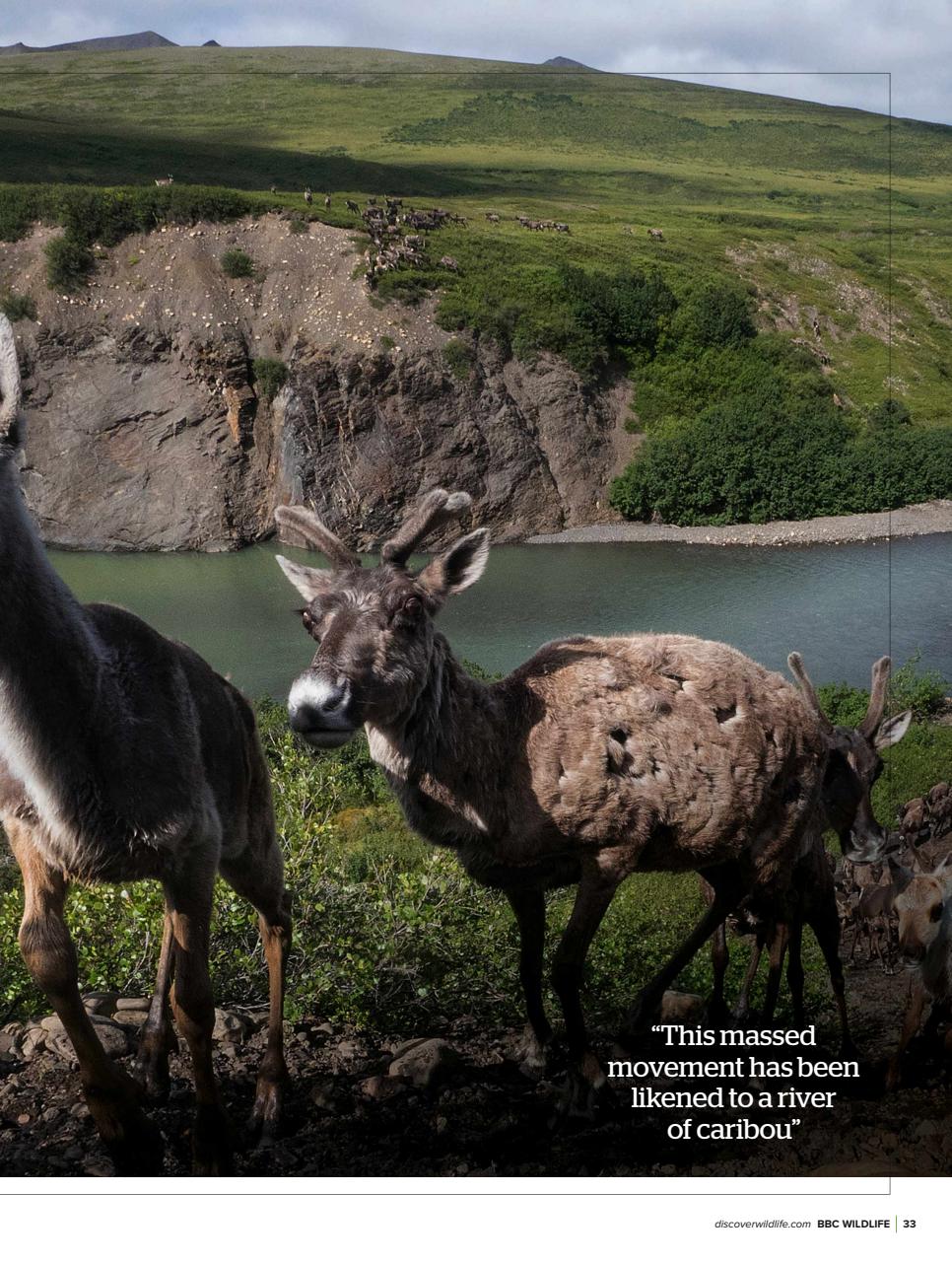 BBC Wildlife Magazine Preview Pages