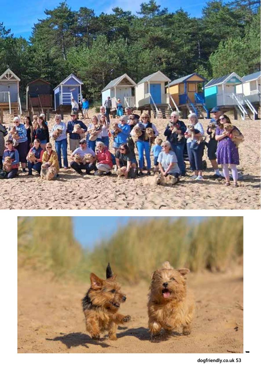 Dog Friendly Preview Pages