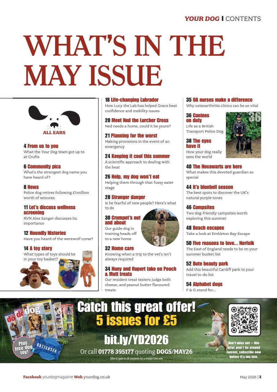 Your Dog Preview Pages