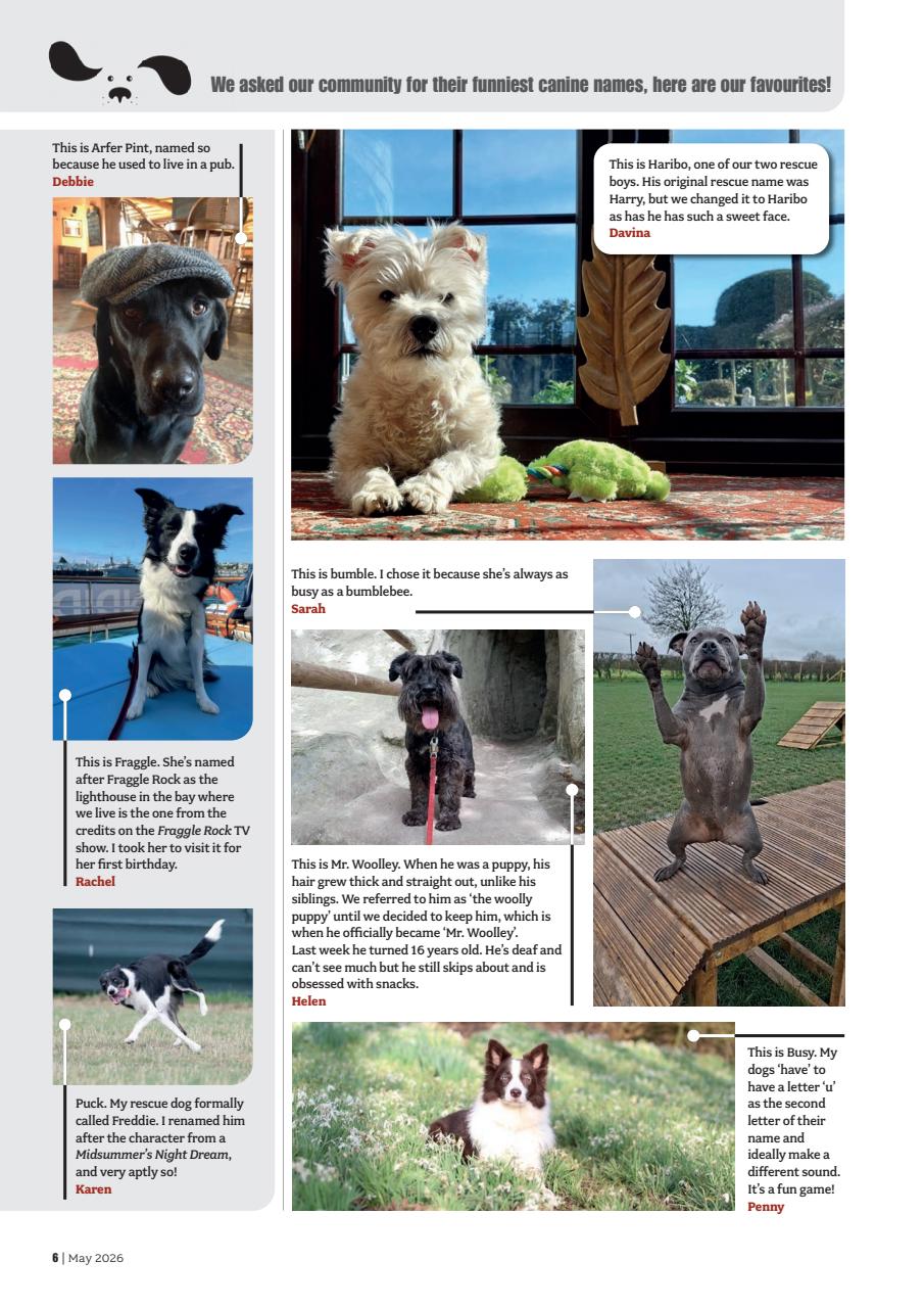 Your Dog Preview Pages