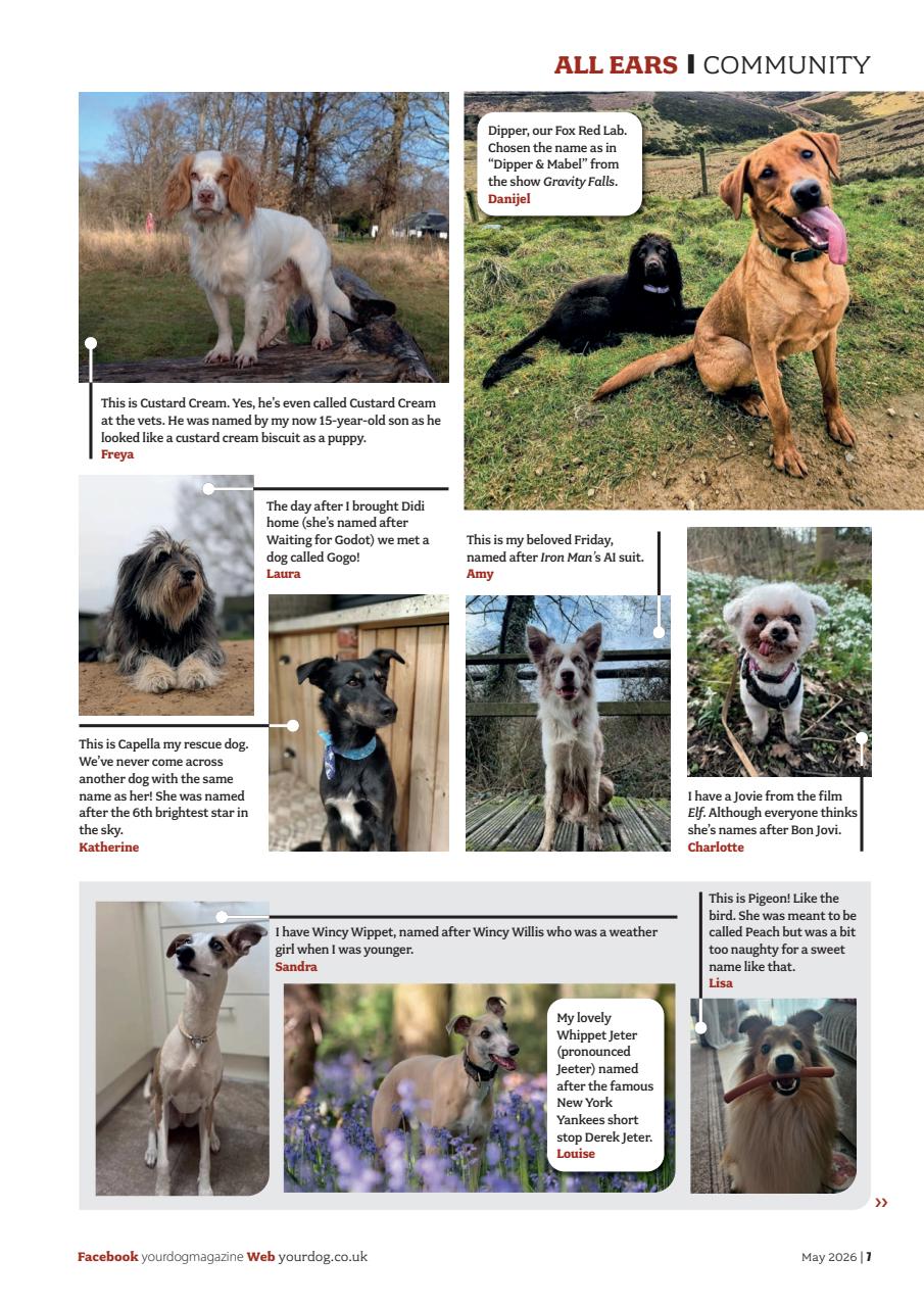 Your Dog Preview Pages