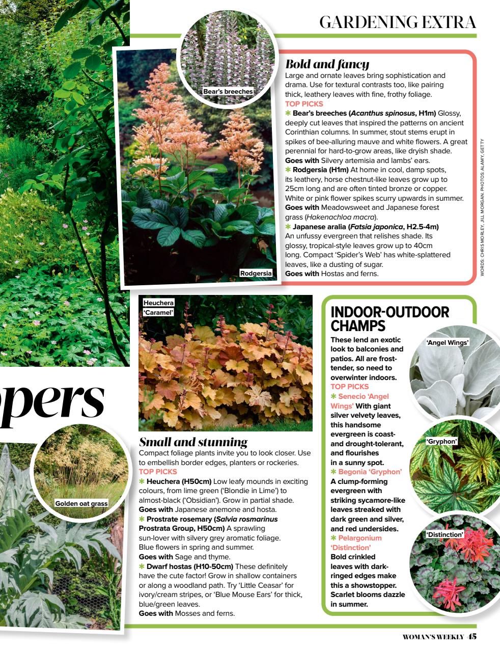 Woman's Weekly Preview Pages