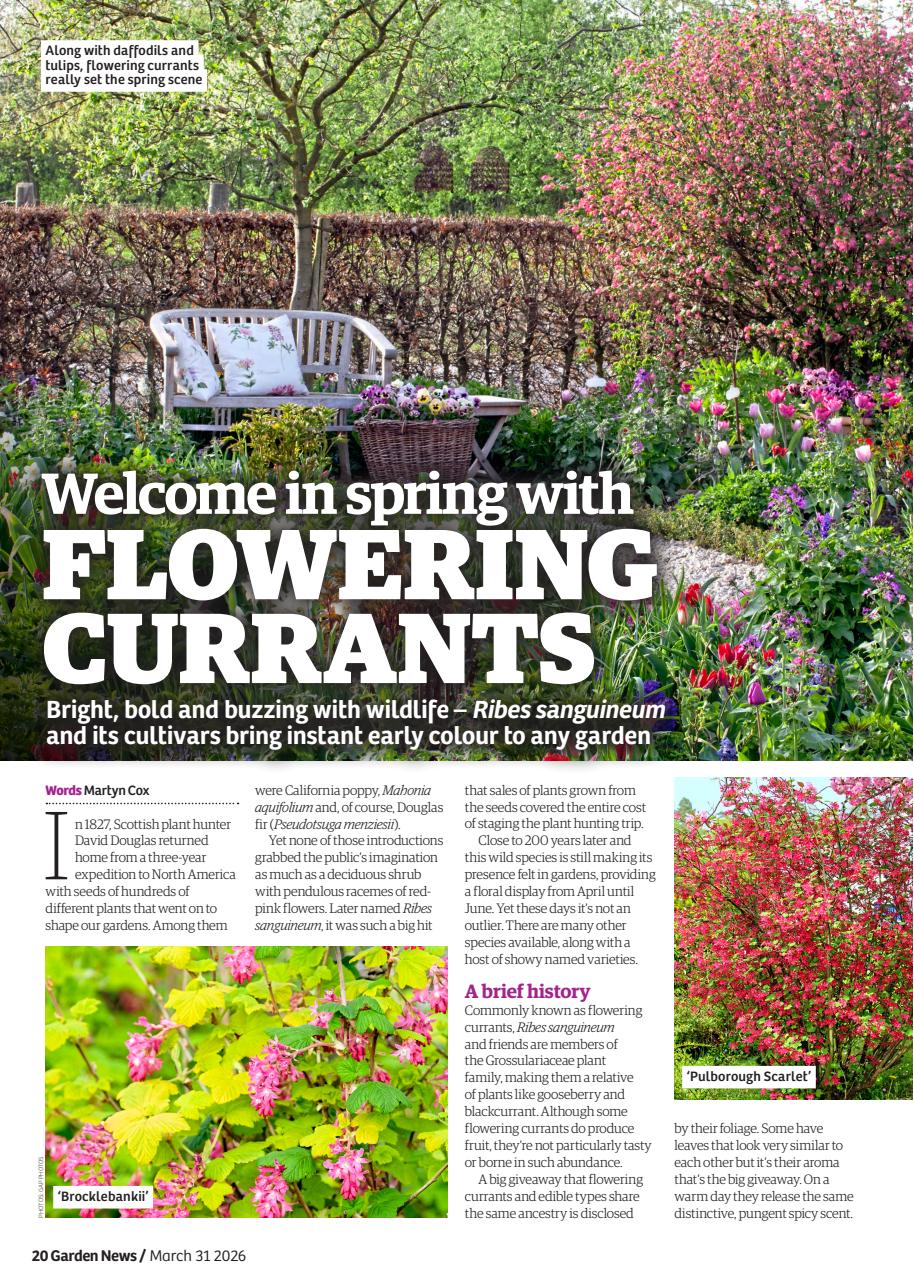 Garden News Preview Pages