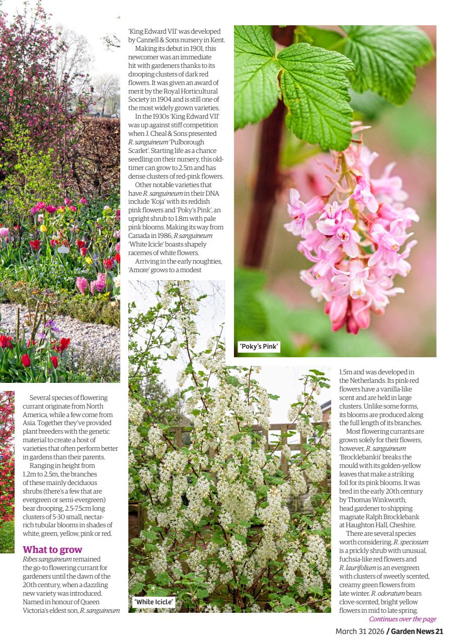 Garden News Preview Pages