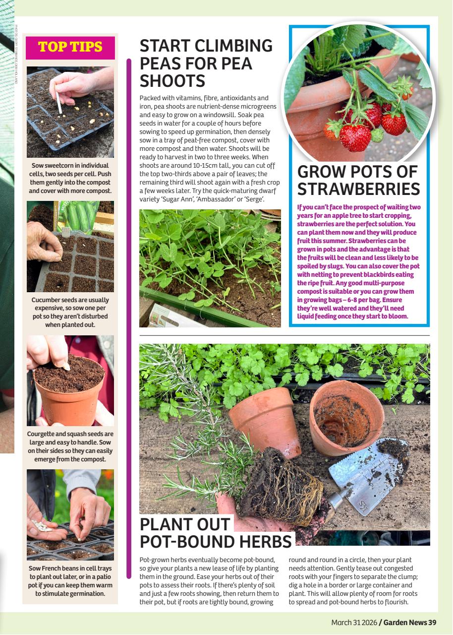 Garden News Preview Pages