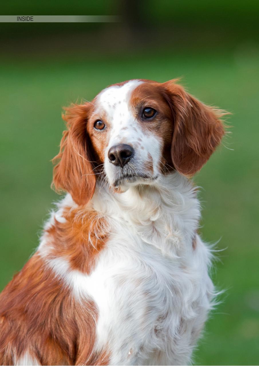 Edition Dog Preview Pages