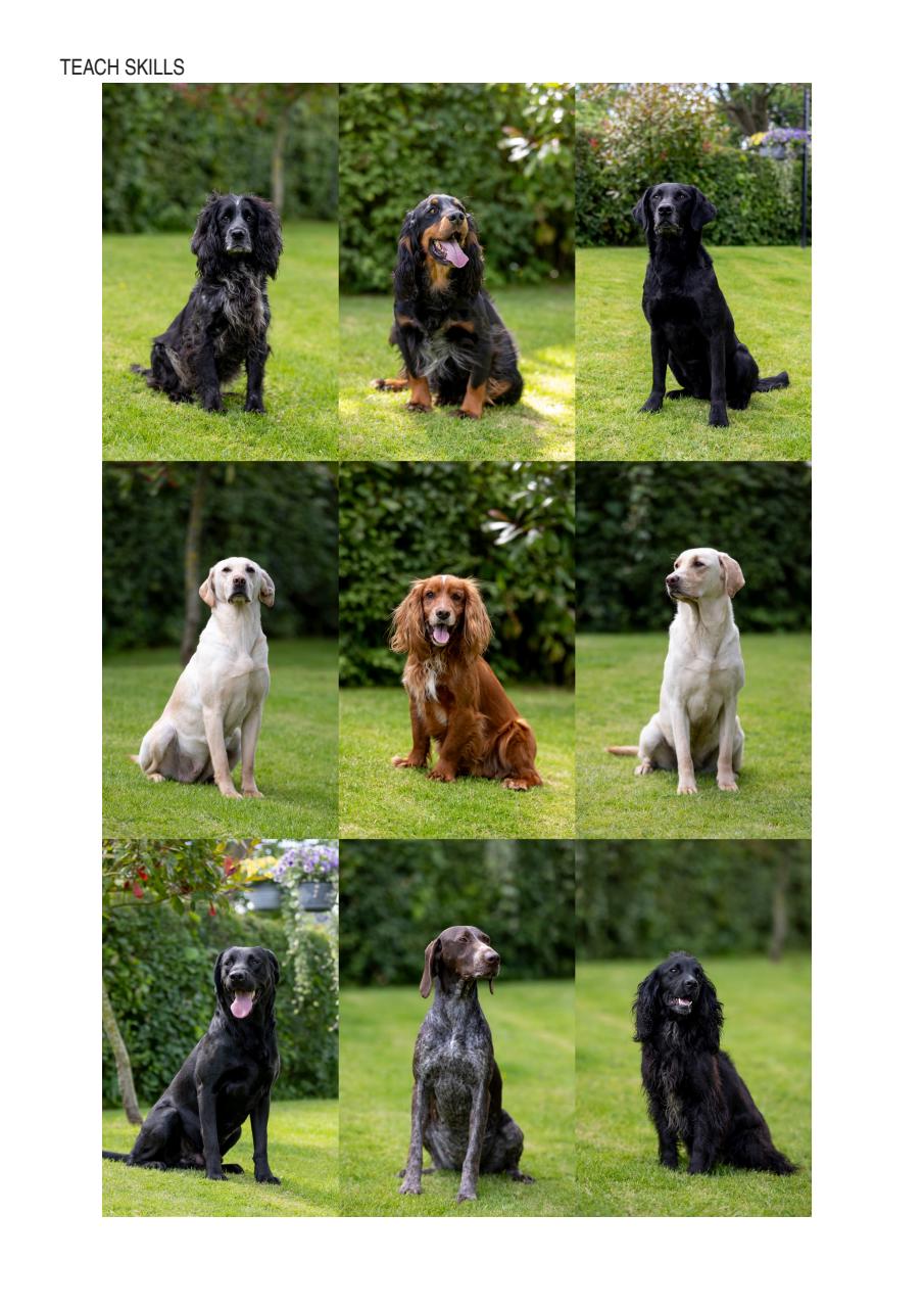 Edition Dog Preview Pages