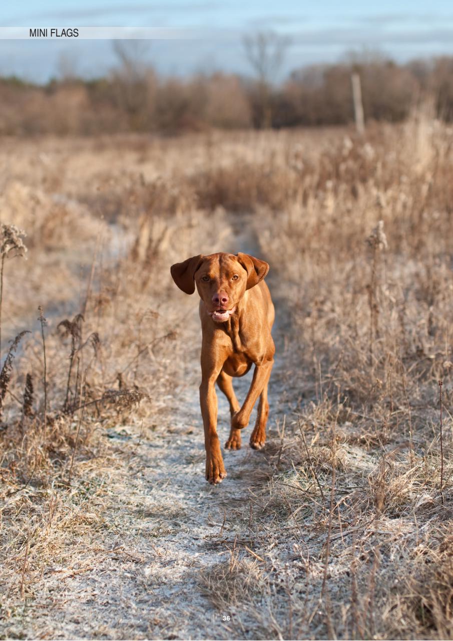 Edition Dog Preview Pages