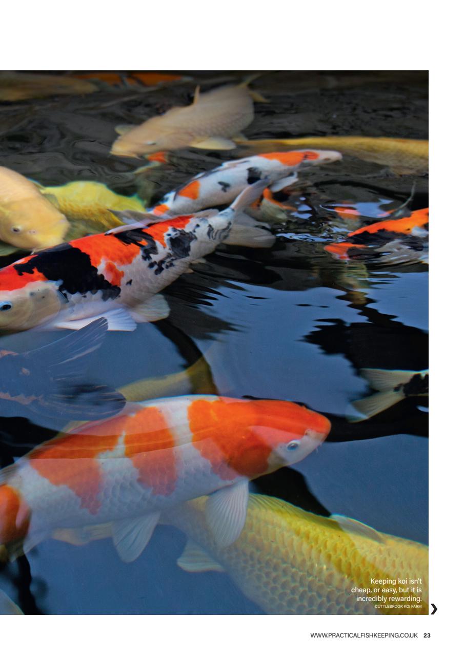 Practical Fishkeeping Preview Pages