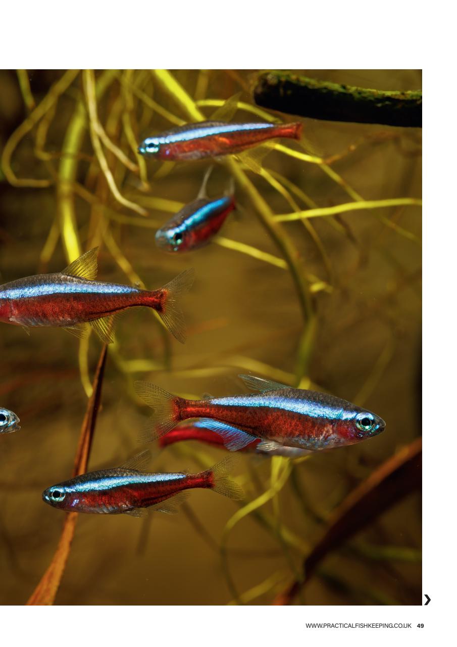 Practical Fishkeeping Preview Pages