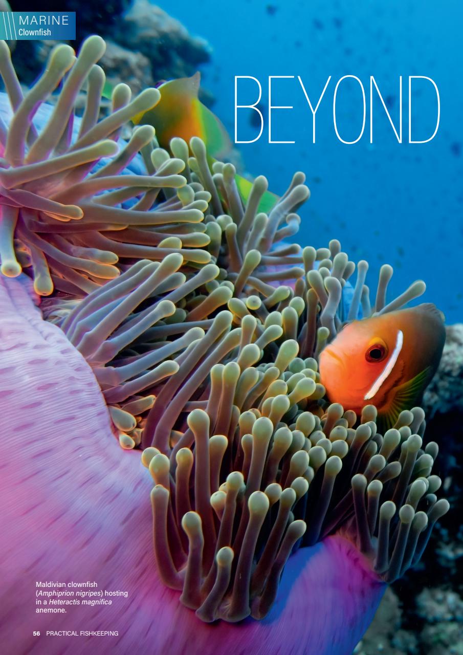 Practical Fishkeeping Preview Pages