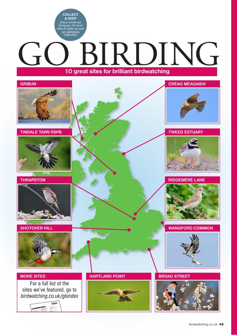 Bird Watching Preview Pages