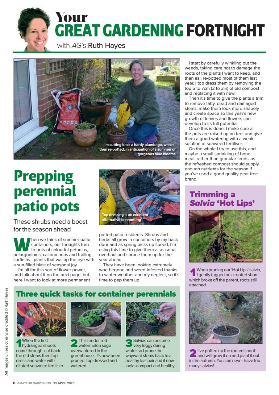 Amateur Gardening Preview Pages