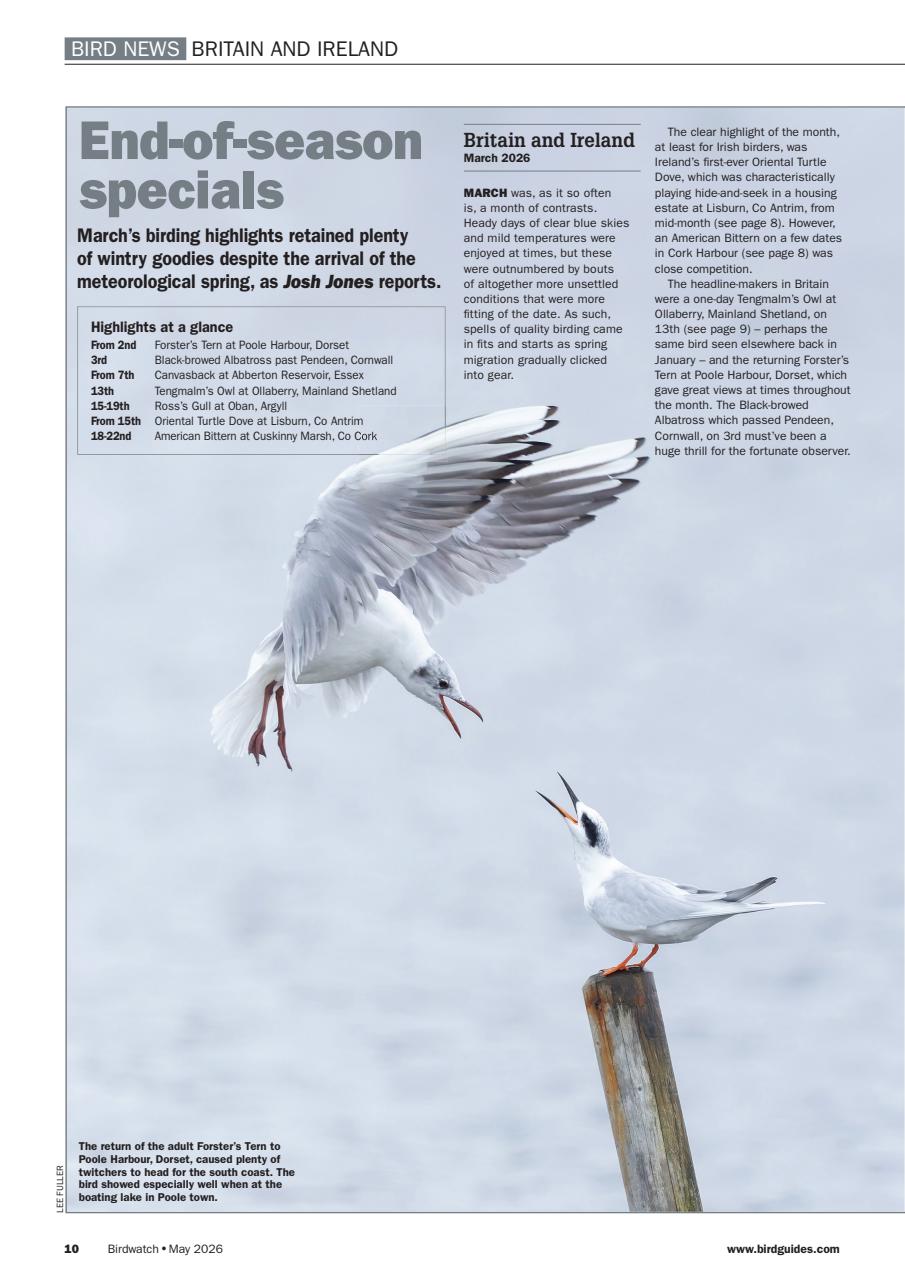 Birdwatch Magazine Preview Pages