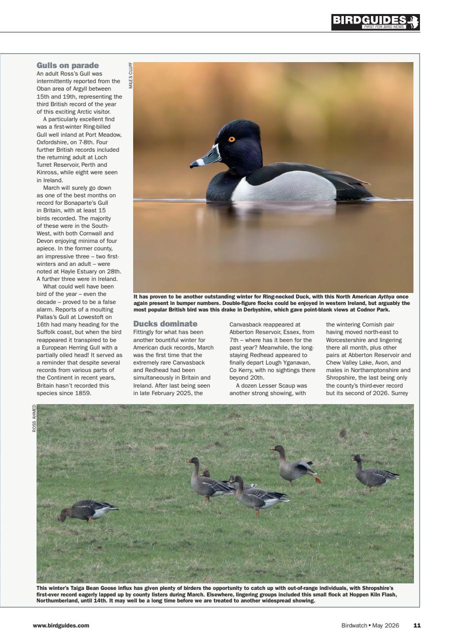 Birdwatch Magazine Preview Pages