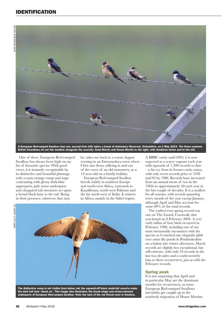 Birdwatch Magazine Preview Pages