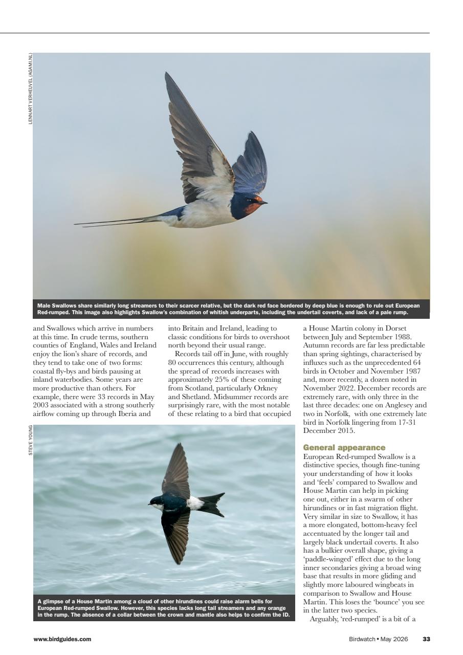 Birdwatch Magazine Preview Pages