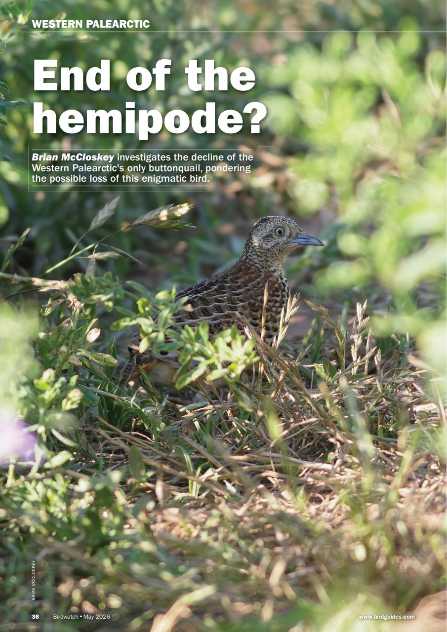 Birdwatch Magazine Preview Pages