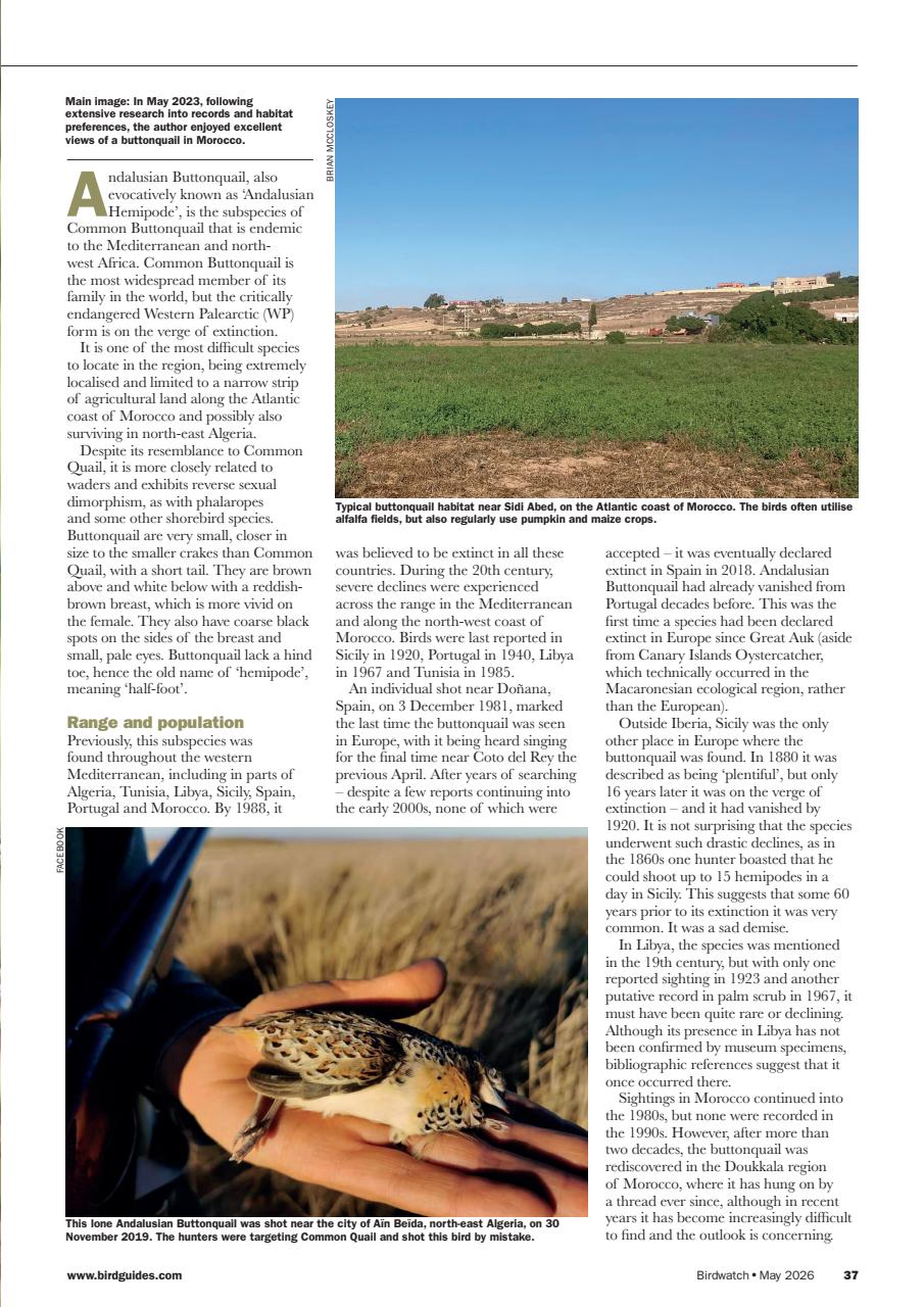 Birdwatch Magazine Preview Pages